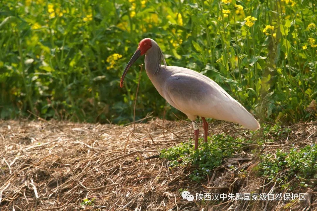 朱鹮简笔画大全图片