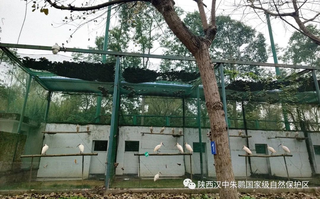 朱鹮保护区30只朱鹮将于近期启程落户山东东营