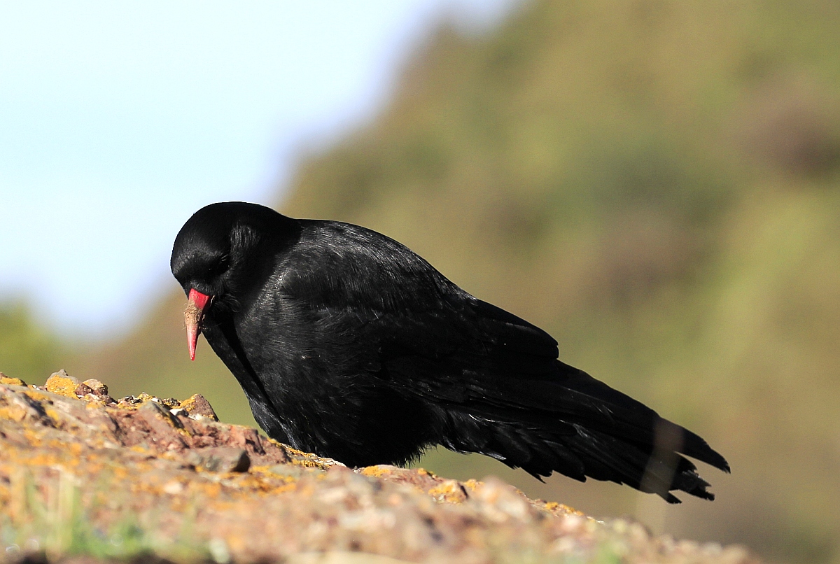 日干乔湿地之红嘴山鸦一