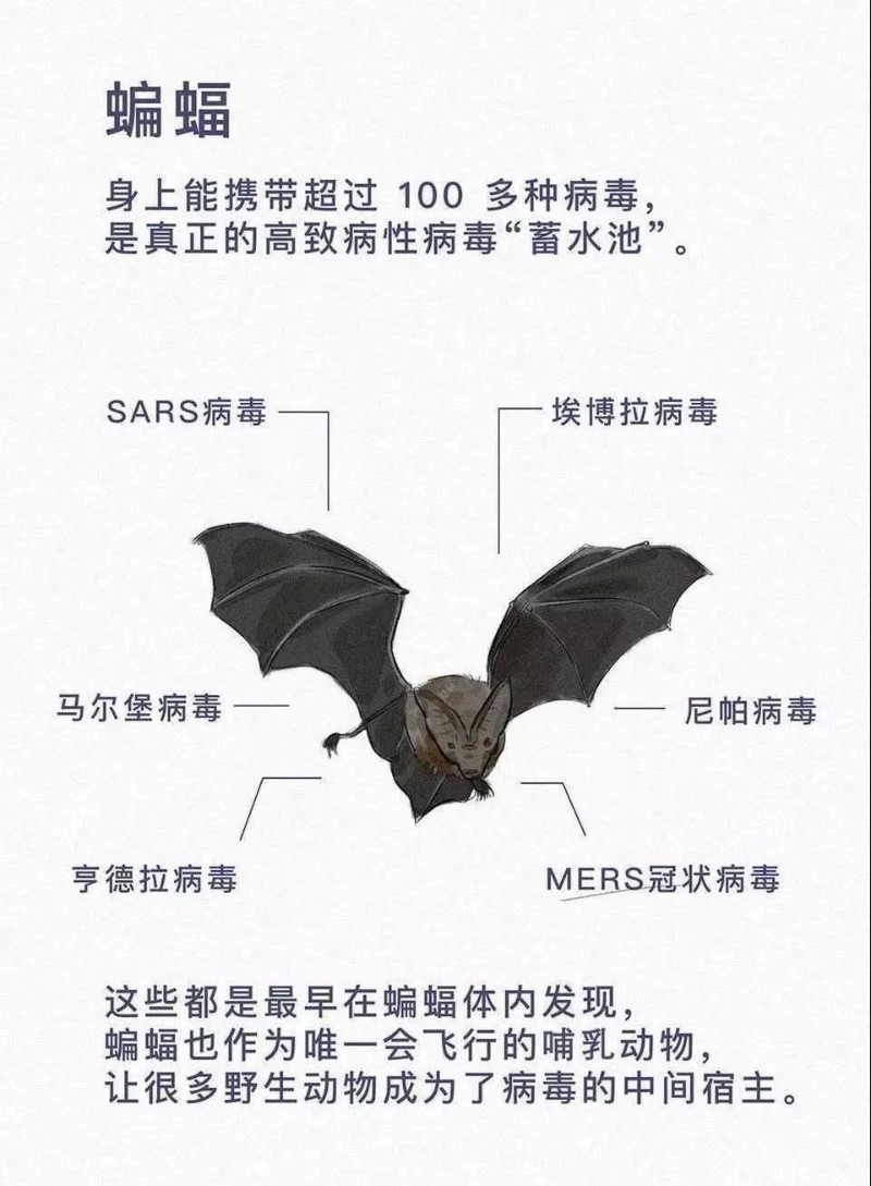 蝙蝠
