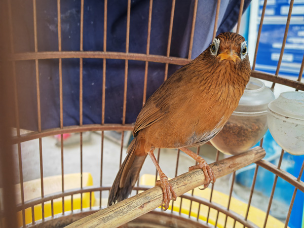 麻栗坡县林草局处置一起非法饲养野生画眉鸟案件