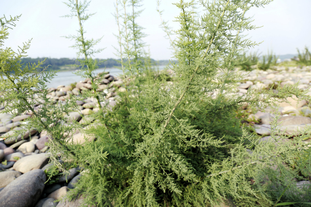 纳溪发现大面积极度濒危物种 疏花水柏枝
