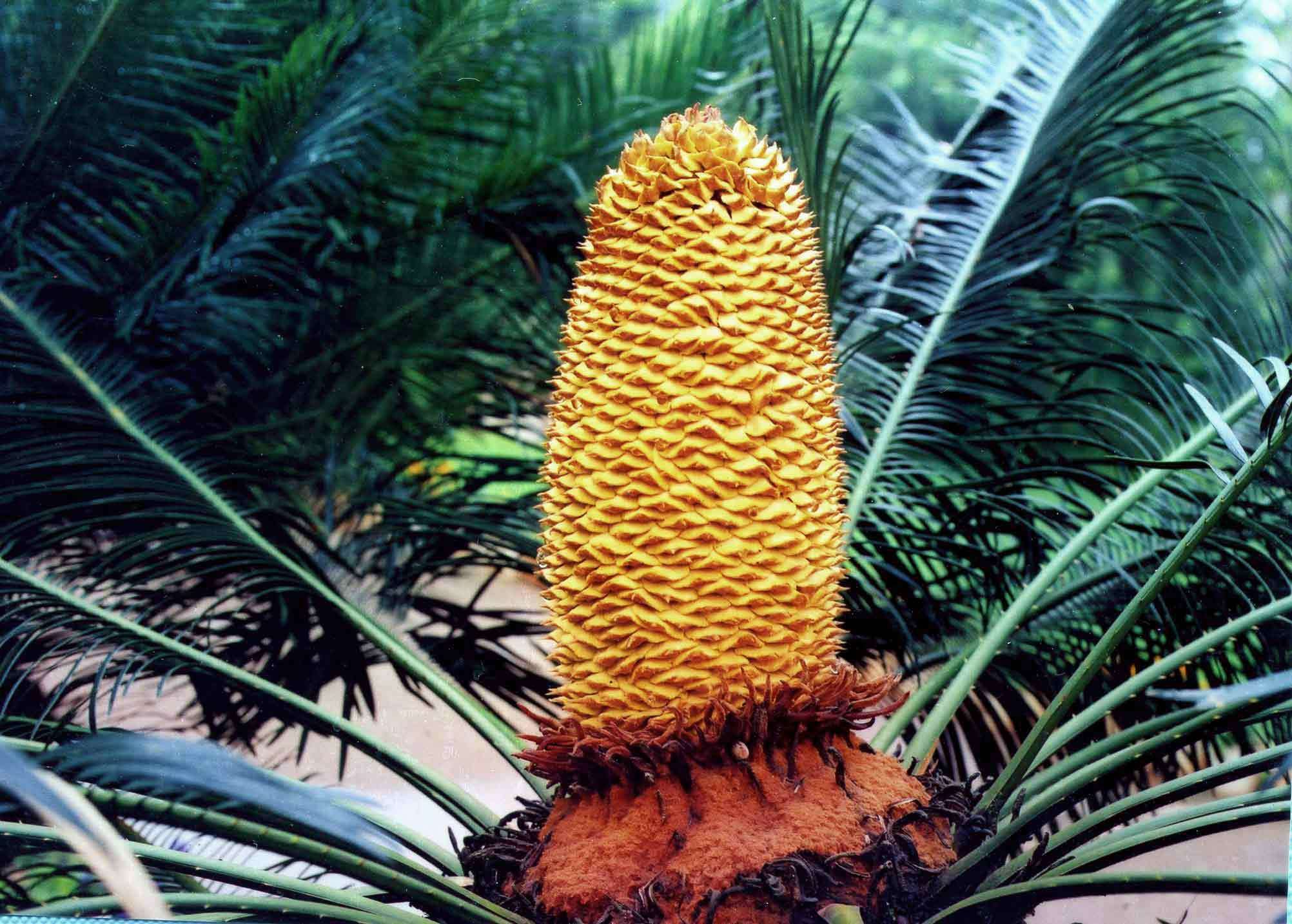 科普云南乌蒙觅珍74攀枝花苏铁叶如凤尾花似宝塔我是会产凤凰蛋的