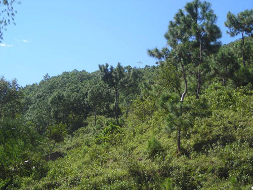 云南松树林图片