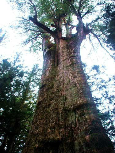 世界上最长寿的树——龙血树【林之最】