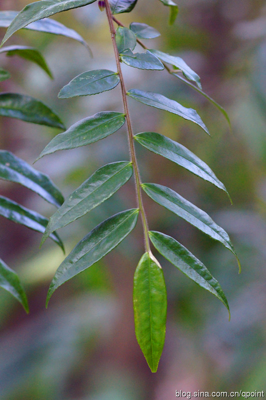 常绿阔叶森林常见树种——山茶科