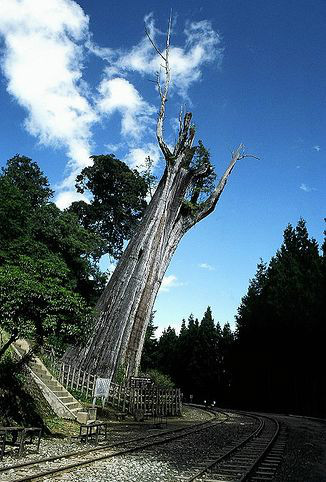 中国名树阿里山神木