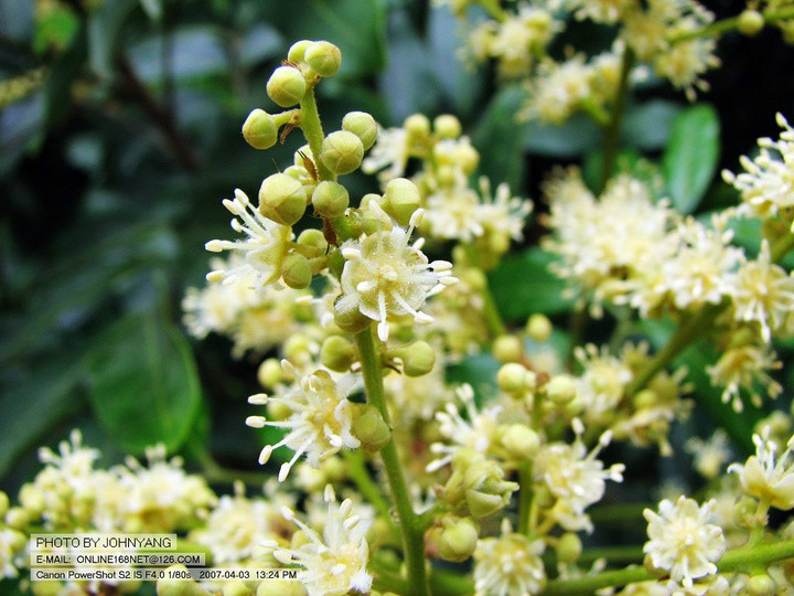 广东一年四季蜜源植物图片