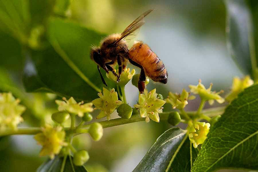 蜜源植物100种类图片