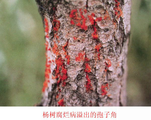 杨树病害图片图解图片