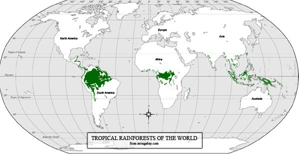 中国热带雨林分布地区图片