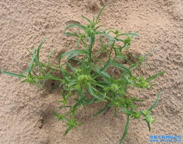 沙漠常见植物沙蓬