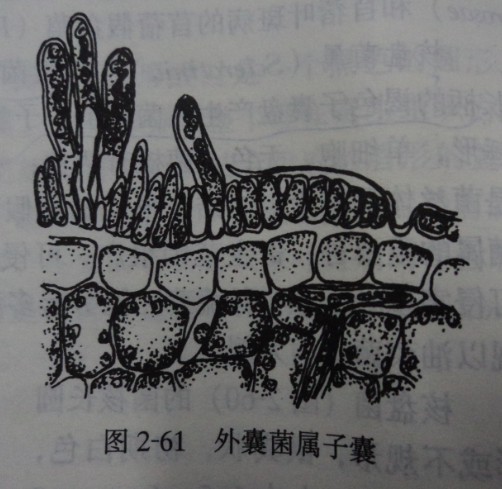 禾柄锈菌的形态图片