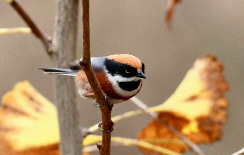 保護地動物物種卡 鳥類種名(中)* : 紅頭長尾山雀 學名(拉丁名)