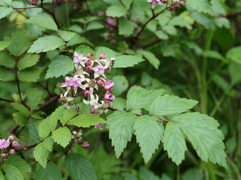 长青喜阴悬钩子
