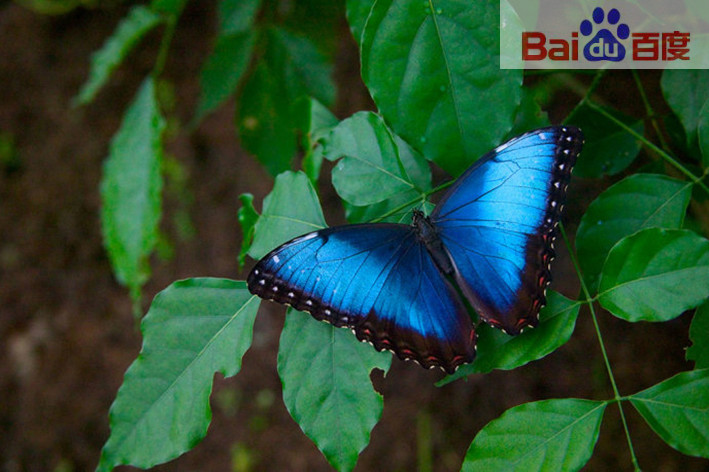 当中美洲丛林里的蓝闪蝶开始求偶相聚时,数以万计的蓝色翅膀一齐闪烁