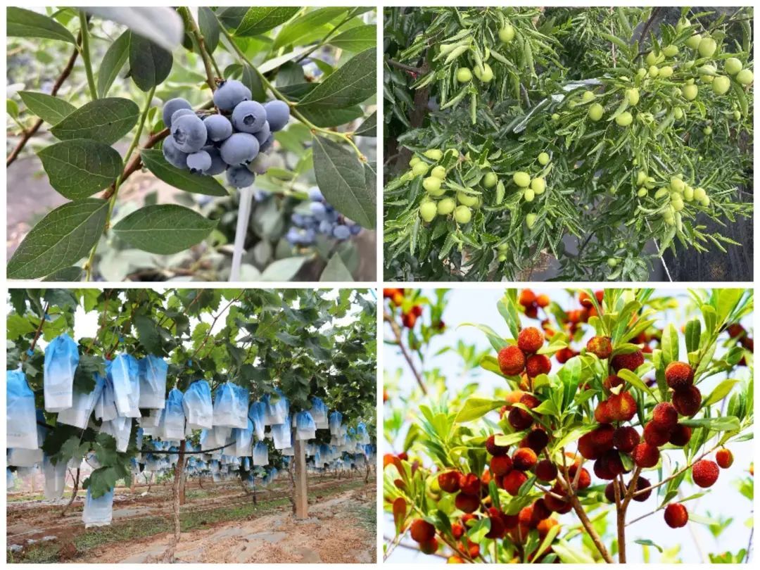 永仁:不负美好"食"光 来自莲池大果园的夏日诱惑