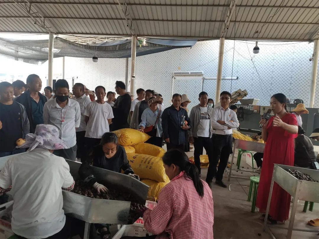 永仁莲池乡:"走心"入现场 "走新"带致富