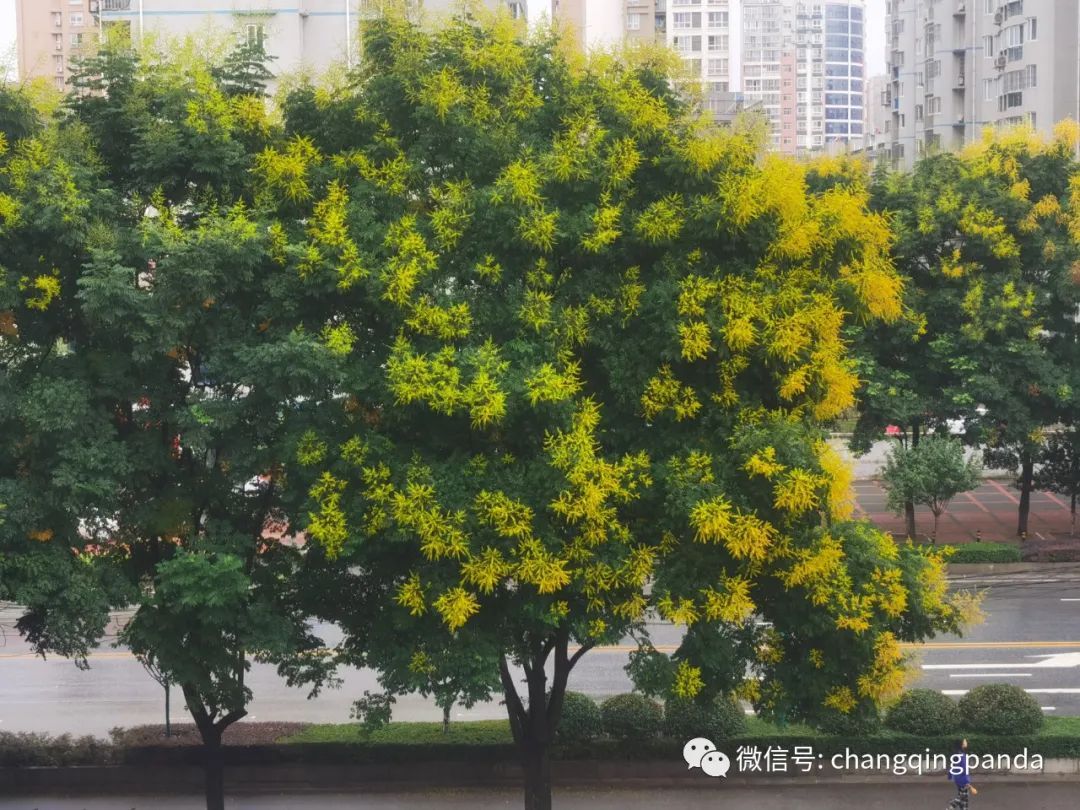 栾树的四季