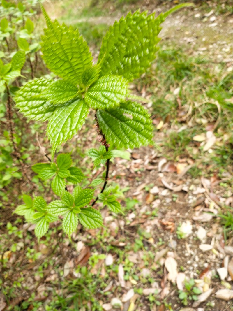 紫麻盆景图片