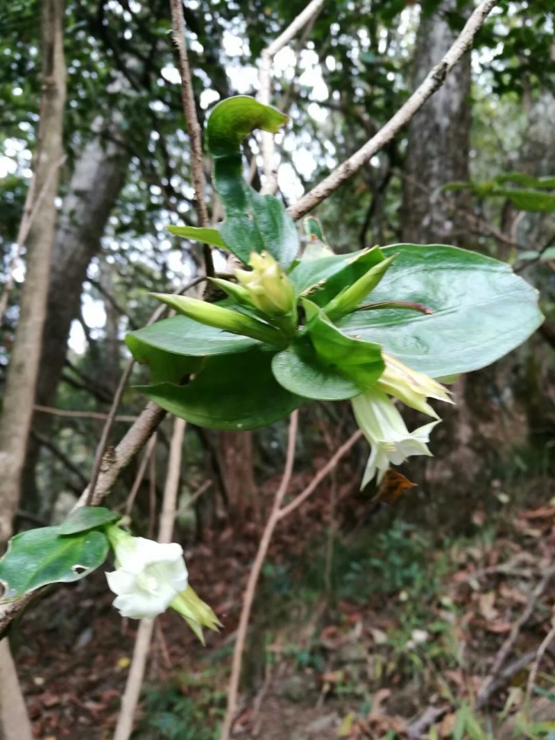 江西九嶺山國家級自然保護區 雙蝴蝶