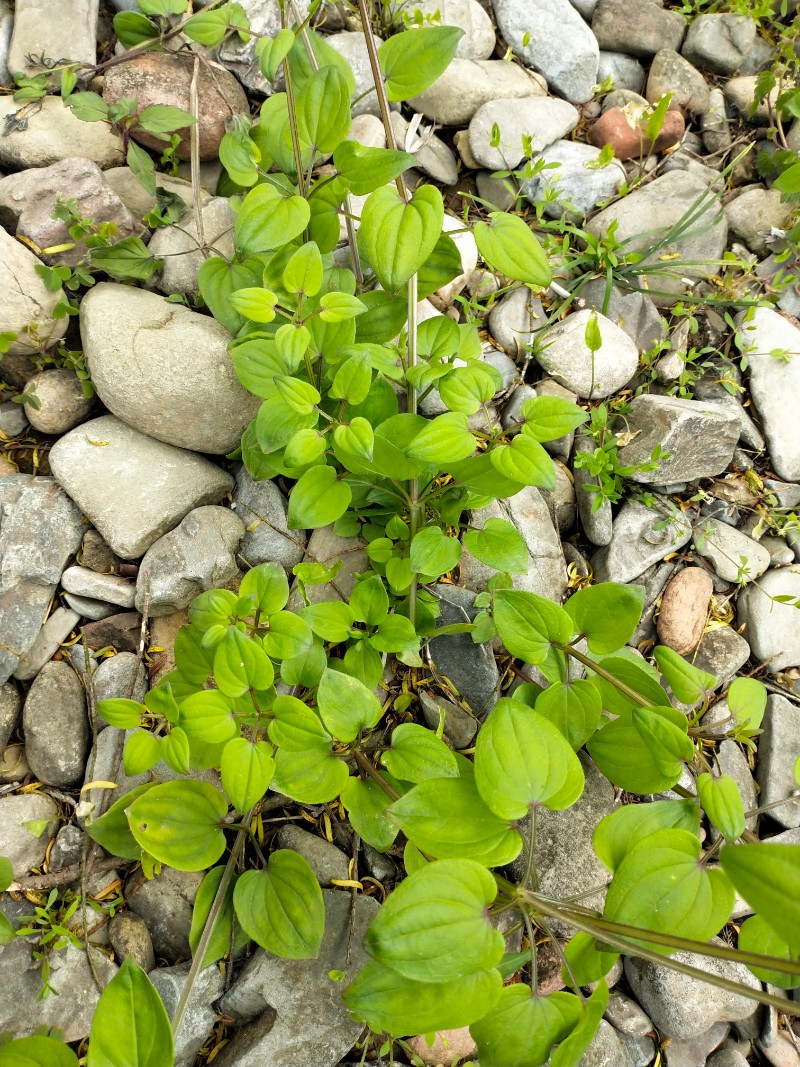 茜草生长环境图片