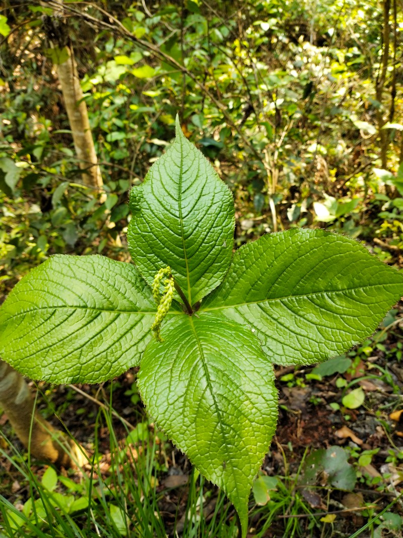 江西九岭山国家级自然保护区金粟兰