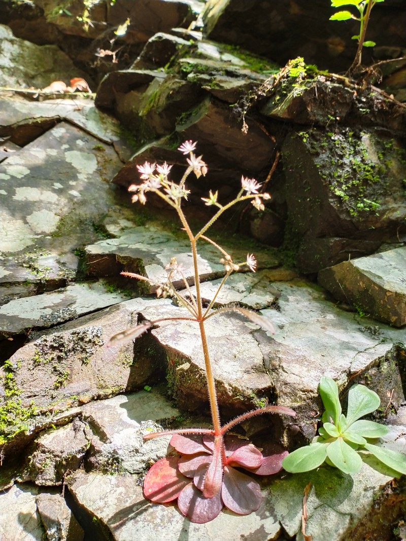 江西九岭山国家级自然保护区大叶火焰草