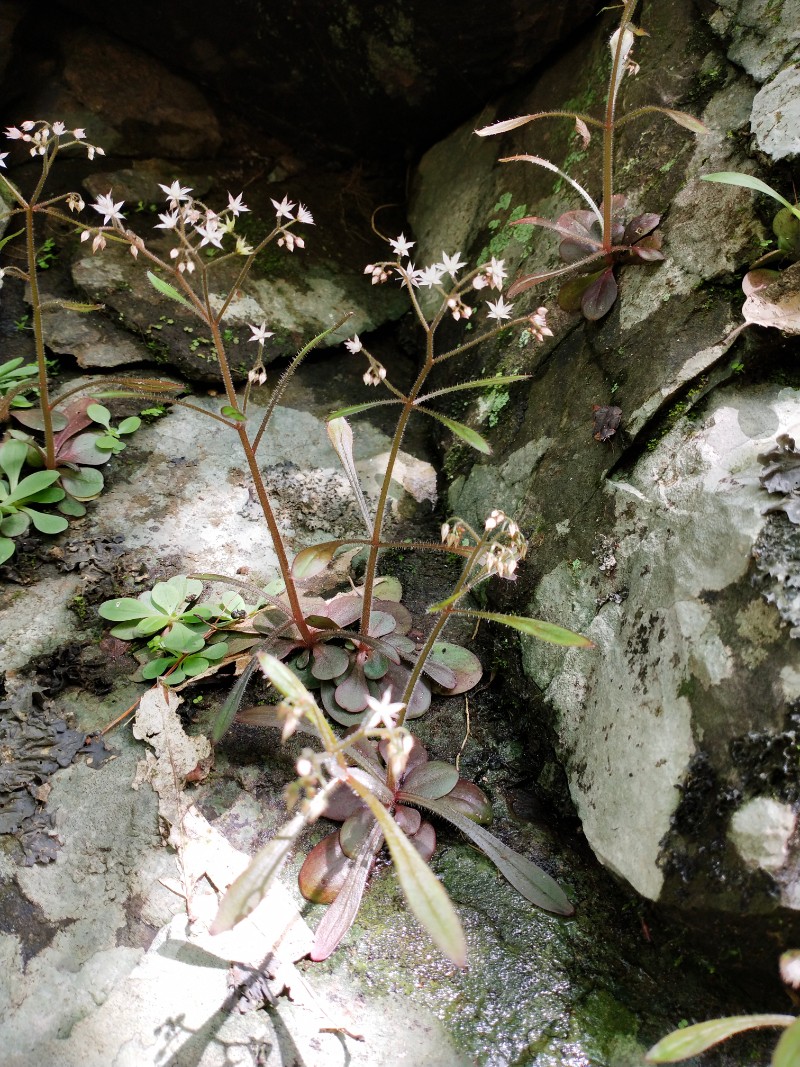 江西九岭山国家级自然保护区大叶火焰草