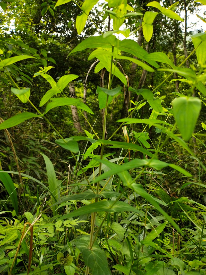 江西特有的中草药图片图片