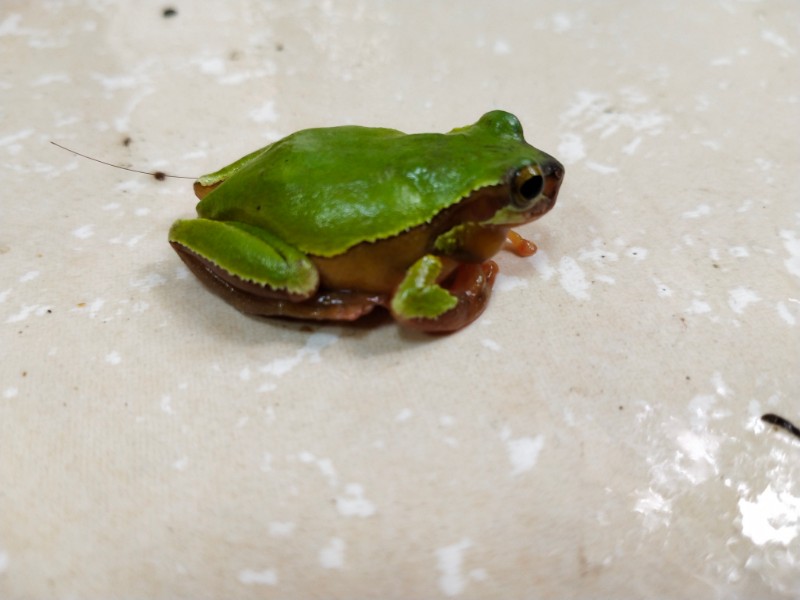 青蛙品种 雨蛙图片