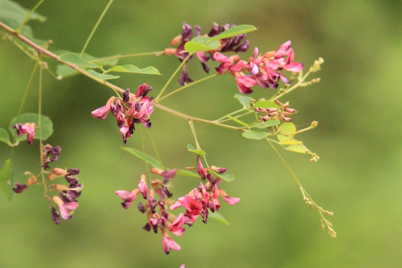 八仙山多花胡枝子5 -物种库