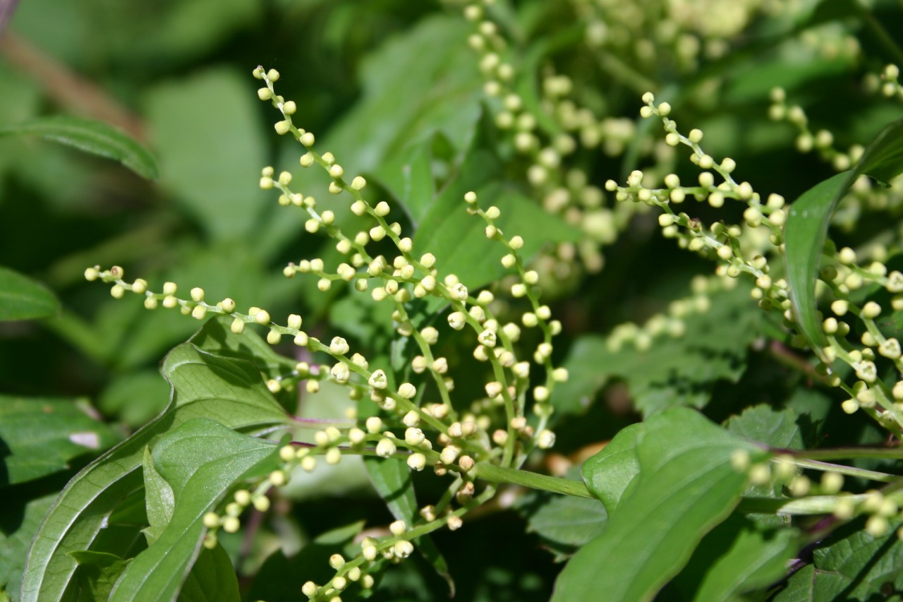 八仙山野山药1