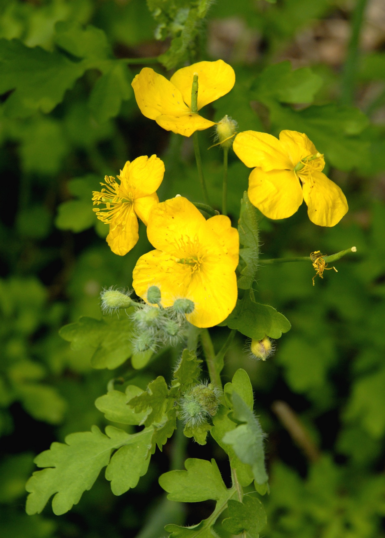 八仙山白屈菜3