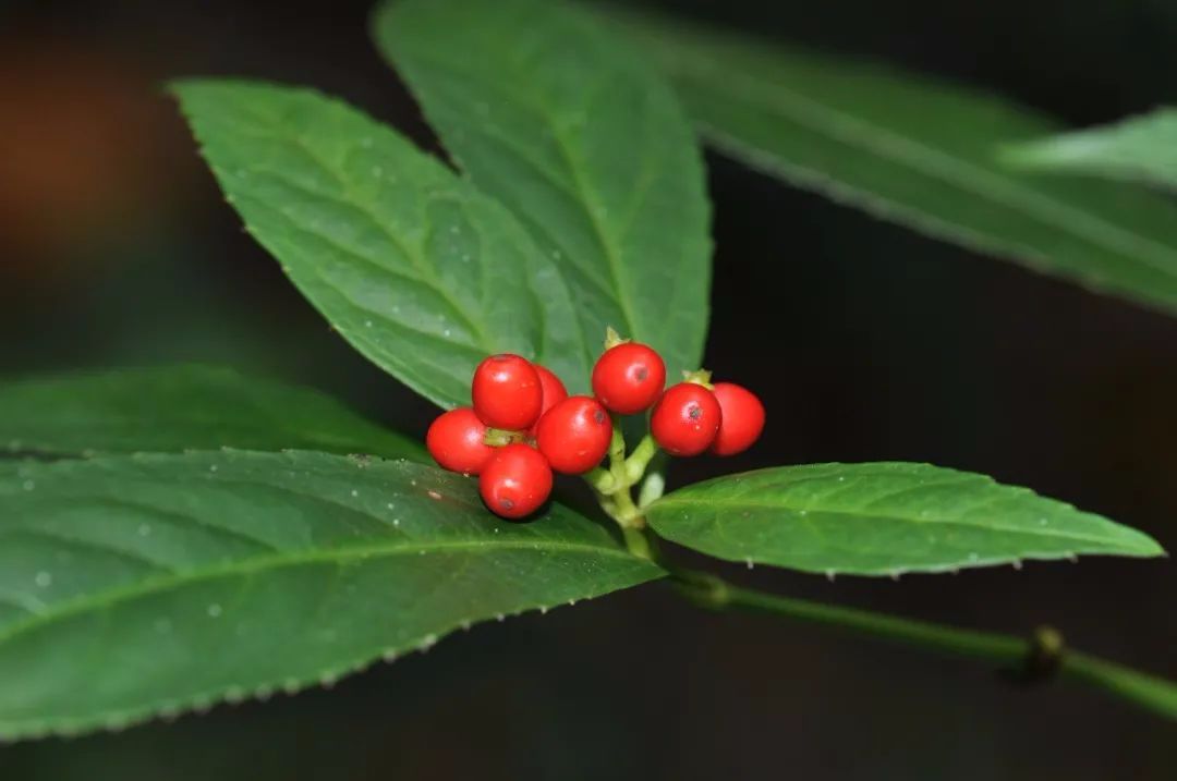 中国药用植物 