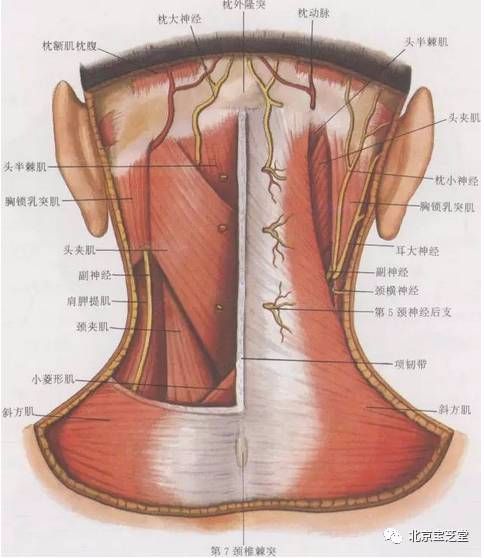 我們的頸椎頸椎有7塊,圍繞在頸髓及其脊膜的四周(圖8.