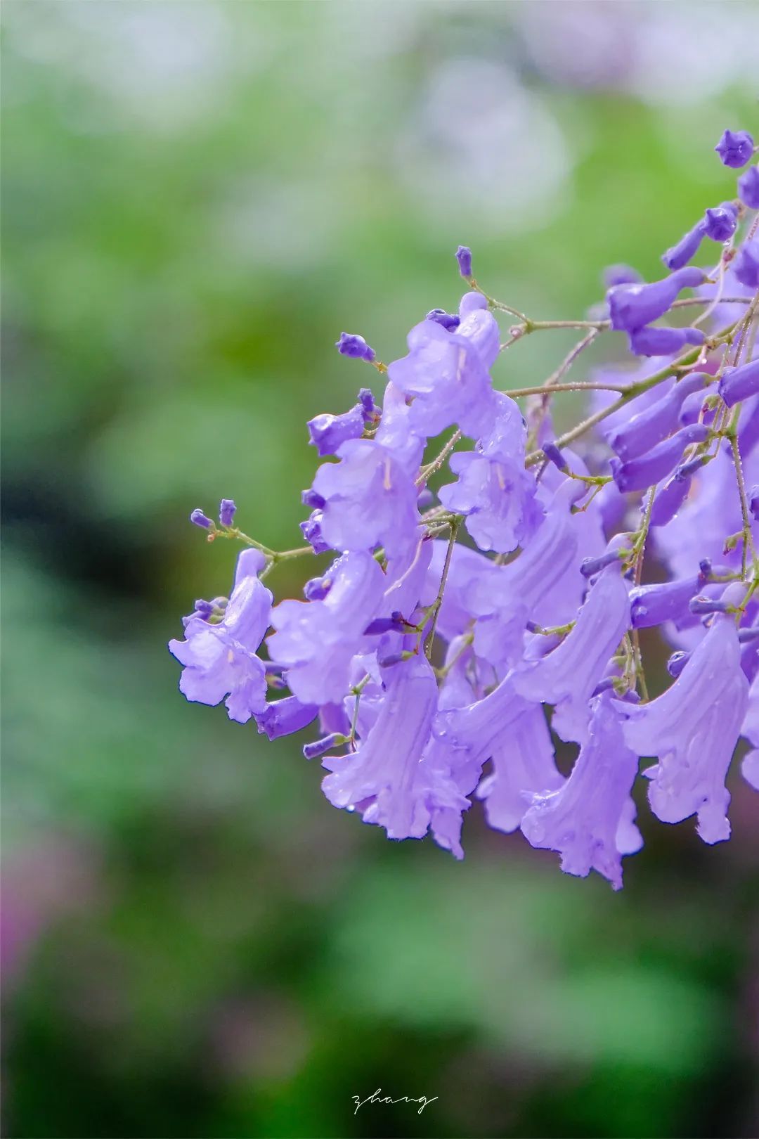 蓝花楹上场啦