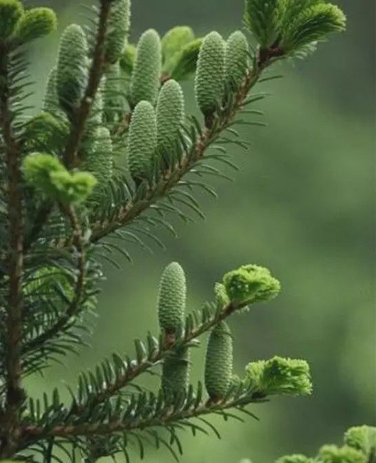 我国八大珍稀植物图片图片