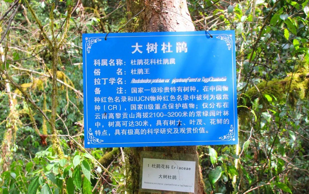 筑牢生态安全防护网|案例③——世界极危物种,高黎贡山特有植物大树