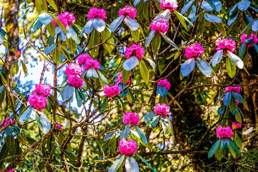 筑牢生态安全防护网|案例③——世界极危物种,高黎贡山特有植物大树