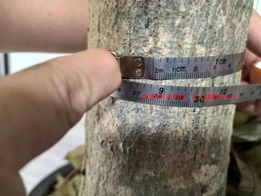 林草技术 | 如何测量一棵树的胸径？ - 关注森林