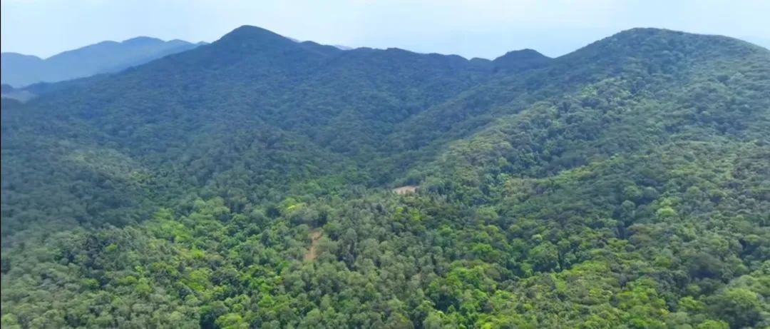 国有林场 | 云县国营大亮山生态林场 - 关注森林