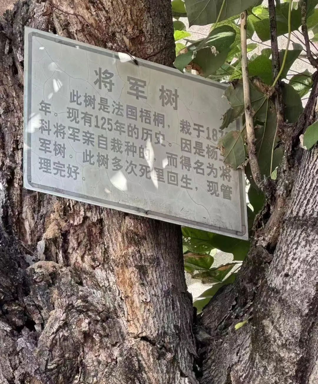 将军树别名图片