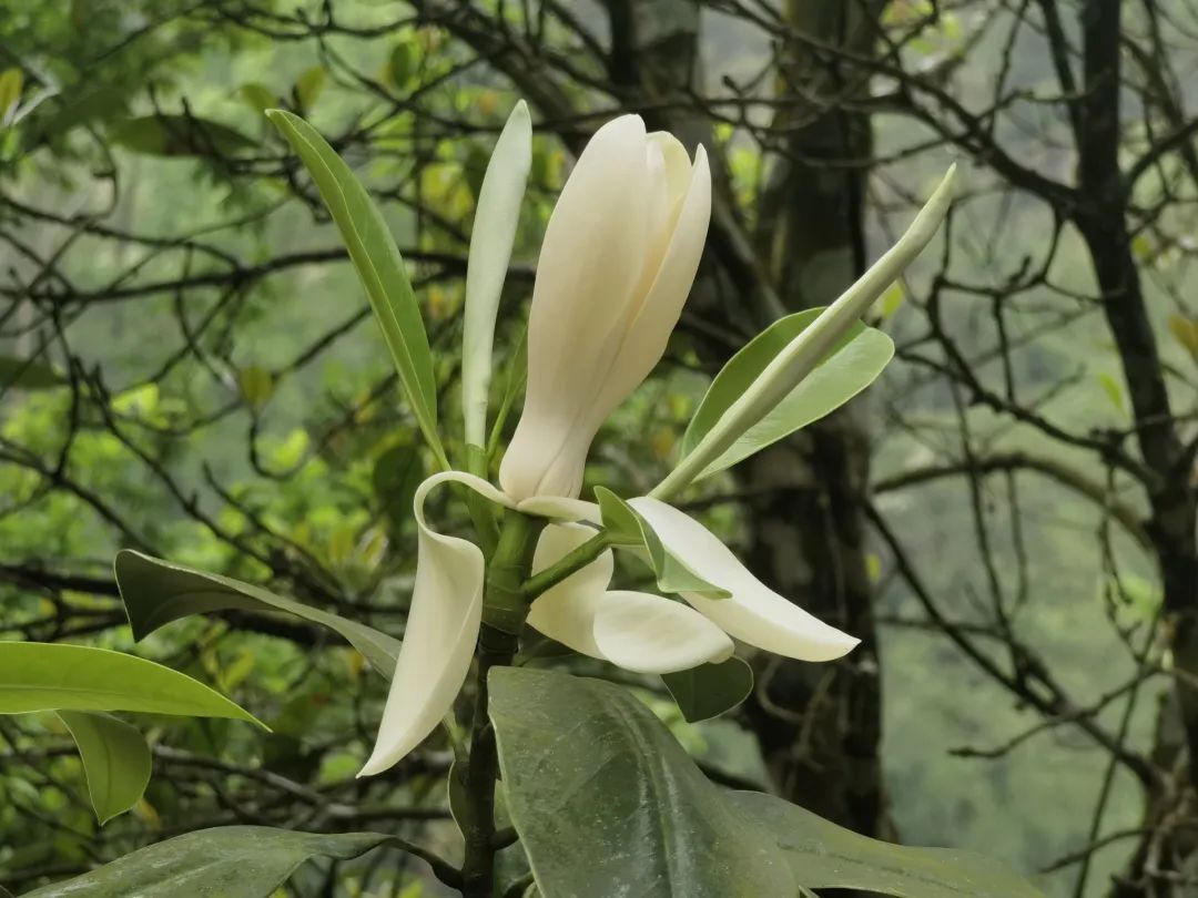 太珍贵了植物大熊猫华盖木在文山两地首次开花