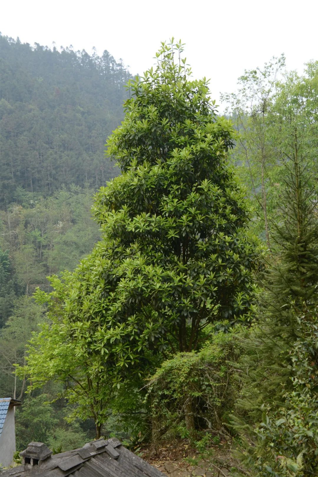太珍贵了植物大熊猫华盖木在文山两地首次开花