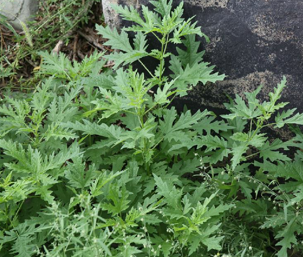 野生可食植物7狭叶荨麻