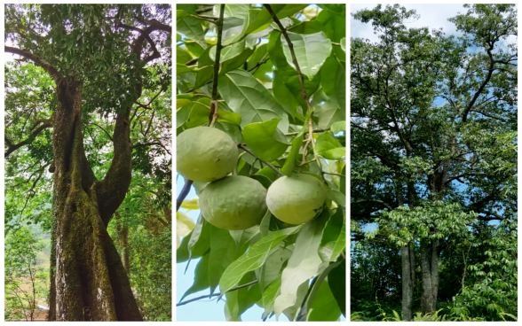 广南县精准施策让蒜头果产业既有身份又有身价