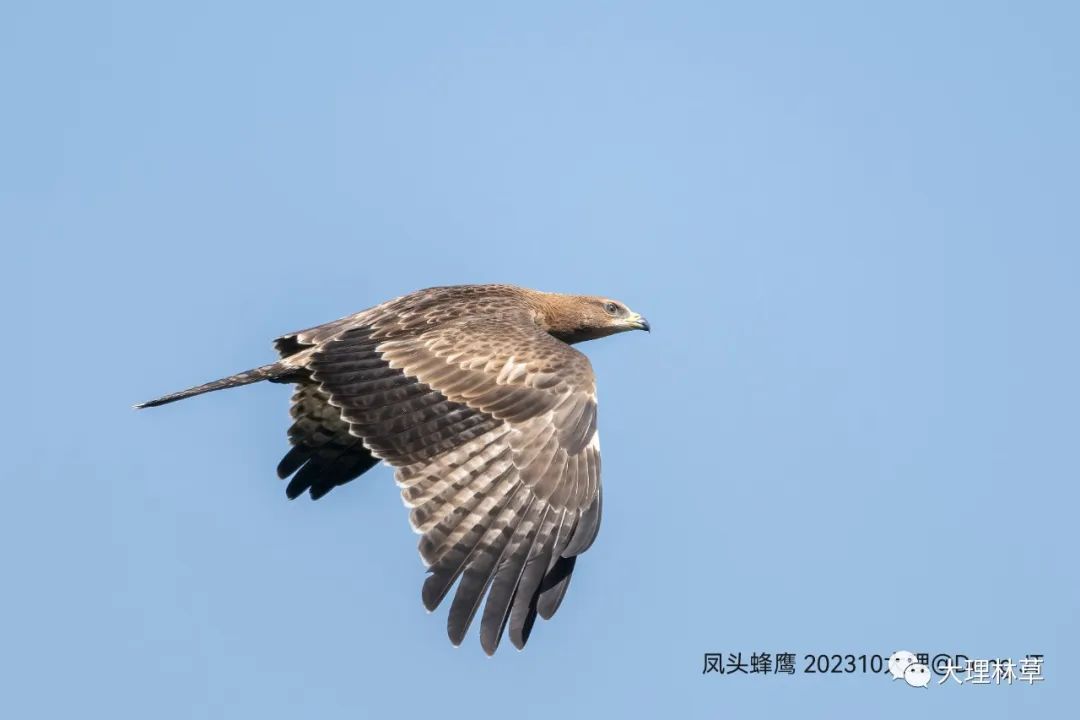 當前位置:關注森林>地方林草動態>雲南>正文褐冠鵑隼二級短趾雕二級