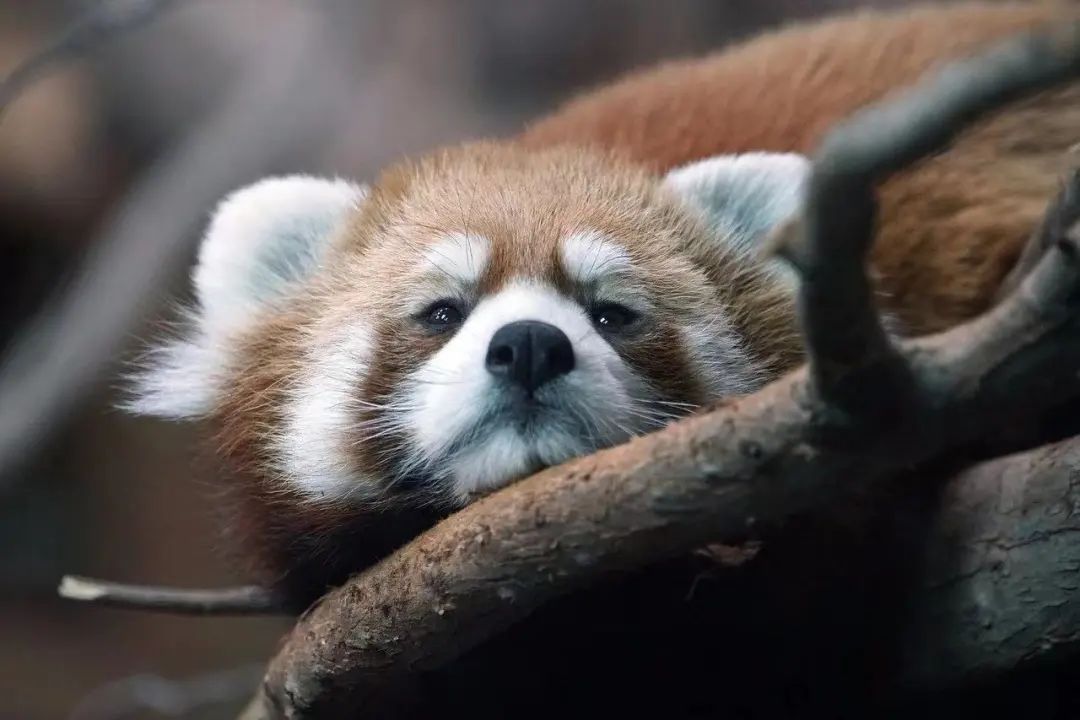 惊蛰已至四川的动物睡醒啦