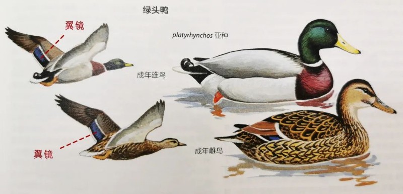 鸭子怎么区分公母图片